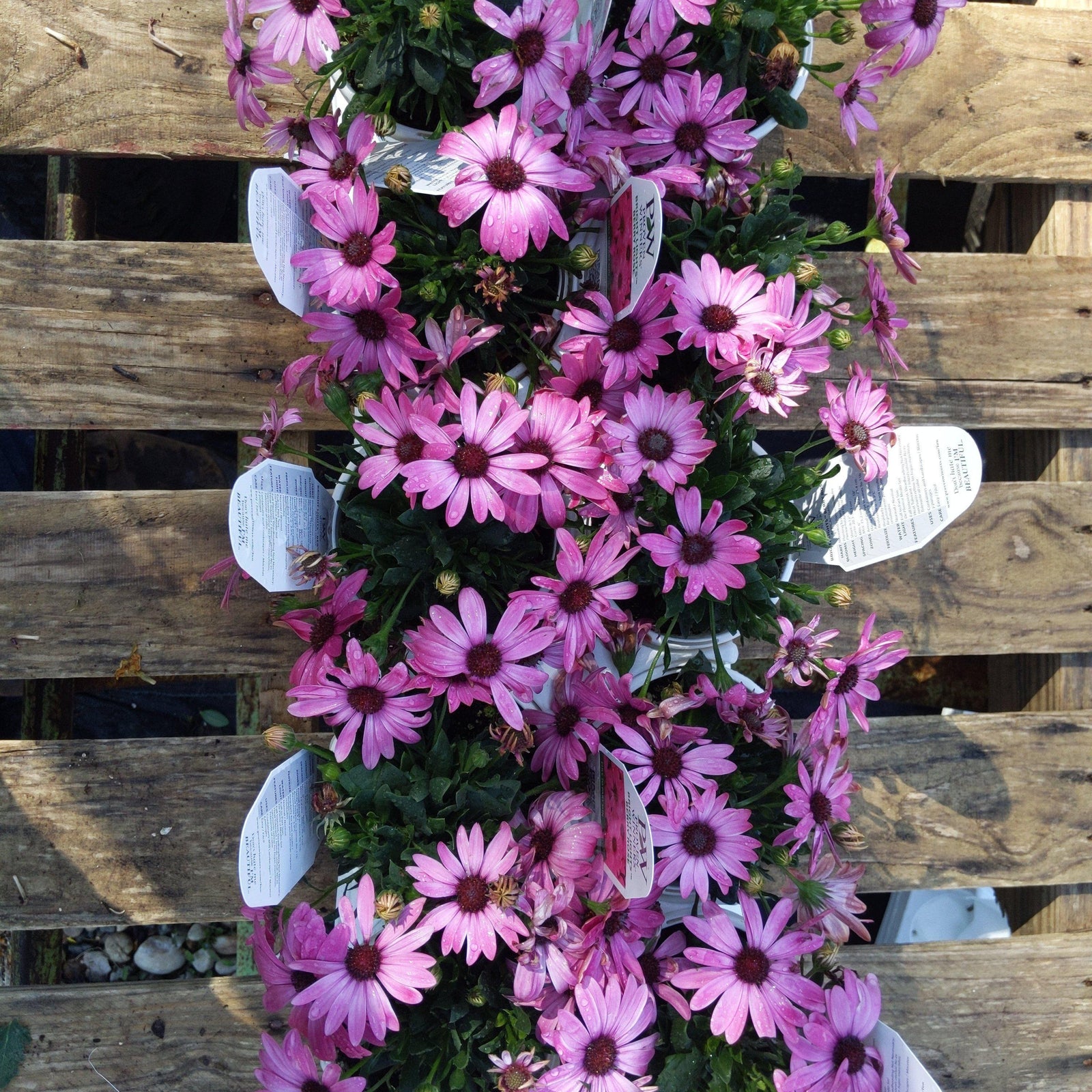 Osteospermum hybrid ~ Bright Lights Berry Rose - Delivered By ServeScape