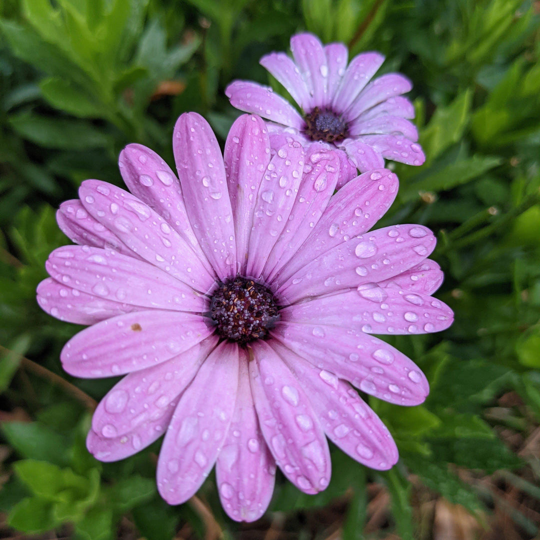 Osteospermum hybrid 'INOSTEPINK' ~ Bright Lights™ Pink African Daisy-ServeScape