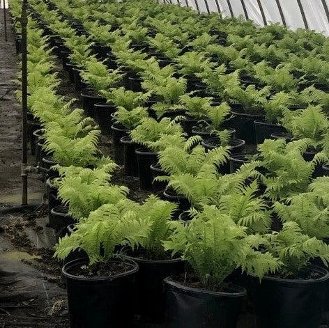Matteuccia struthiopteris ~ Ostrich Fern-ServeScape