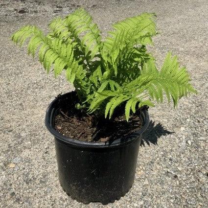 Matteuccia struthiopteris ~ Ostrich Fern-ServeScape