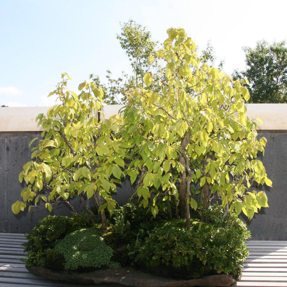 Ostrya ~ Ironwood, Eastern Hop Hornwood - Delivered By ServeScape