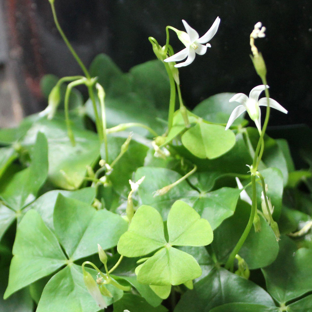 Oxalis Regnelli ~ Lucky Shamrock, Wood Sorrel-ServeScape