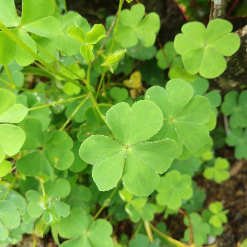 Oxalis Regnelli ~ Lucky Shamrock, Wood Sorrel-ServeScape