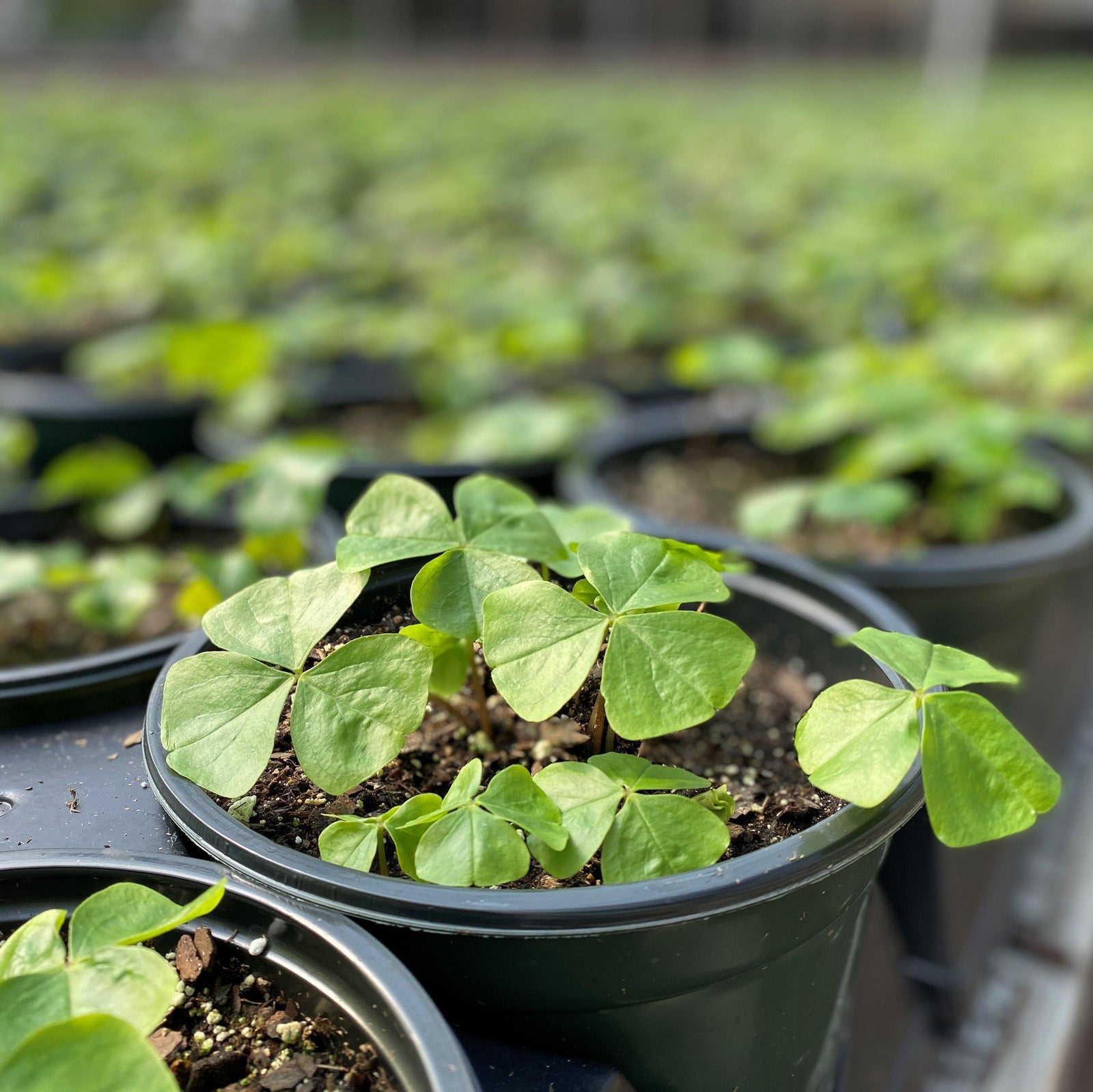 Oxalis Regnelli ~ Lucky Shamrock, Wood Sorrel-ServeScape