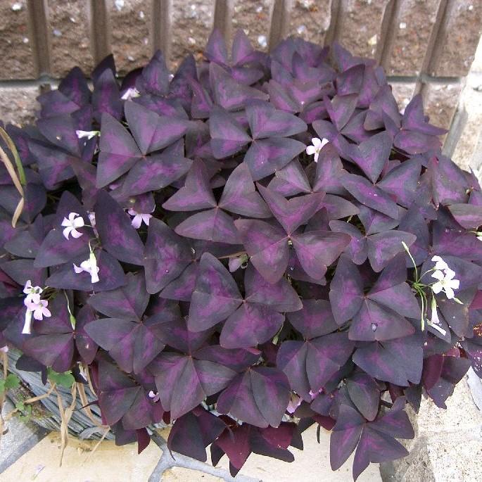 Oxalis triangularis ~ Purple Shamrock, False Shamrock-ServeScape