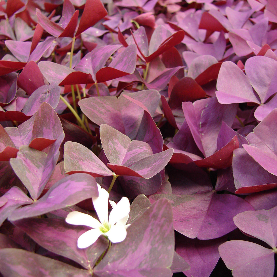 Oxalis triangularis ~ Purple Shamrock, False Shamrock-ServeScape
