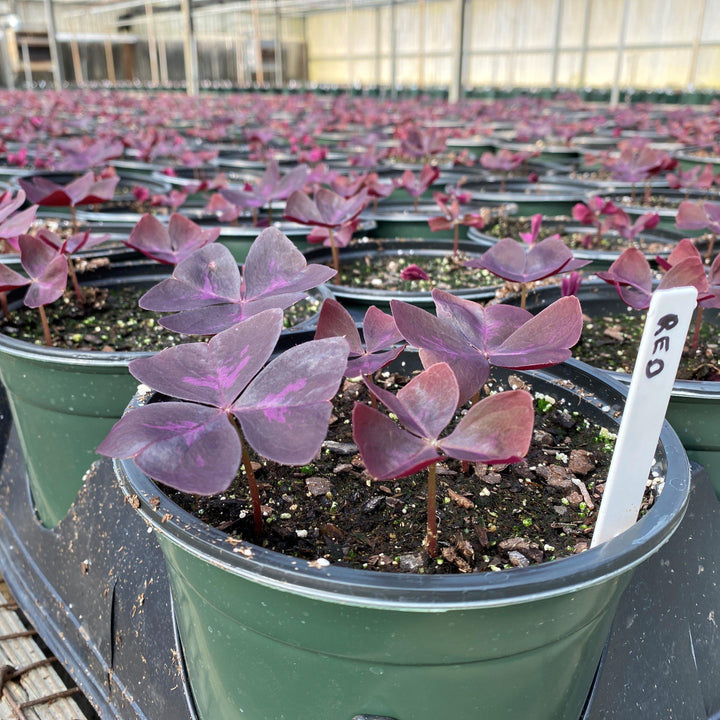 Oxalis triangularis ~ Purple Shamrock, False Shamrock-ServeScape