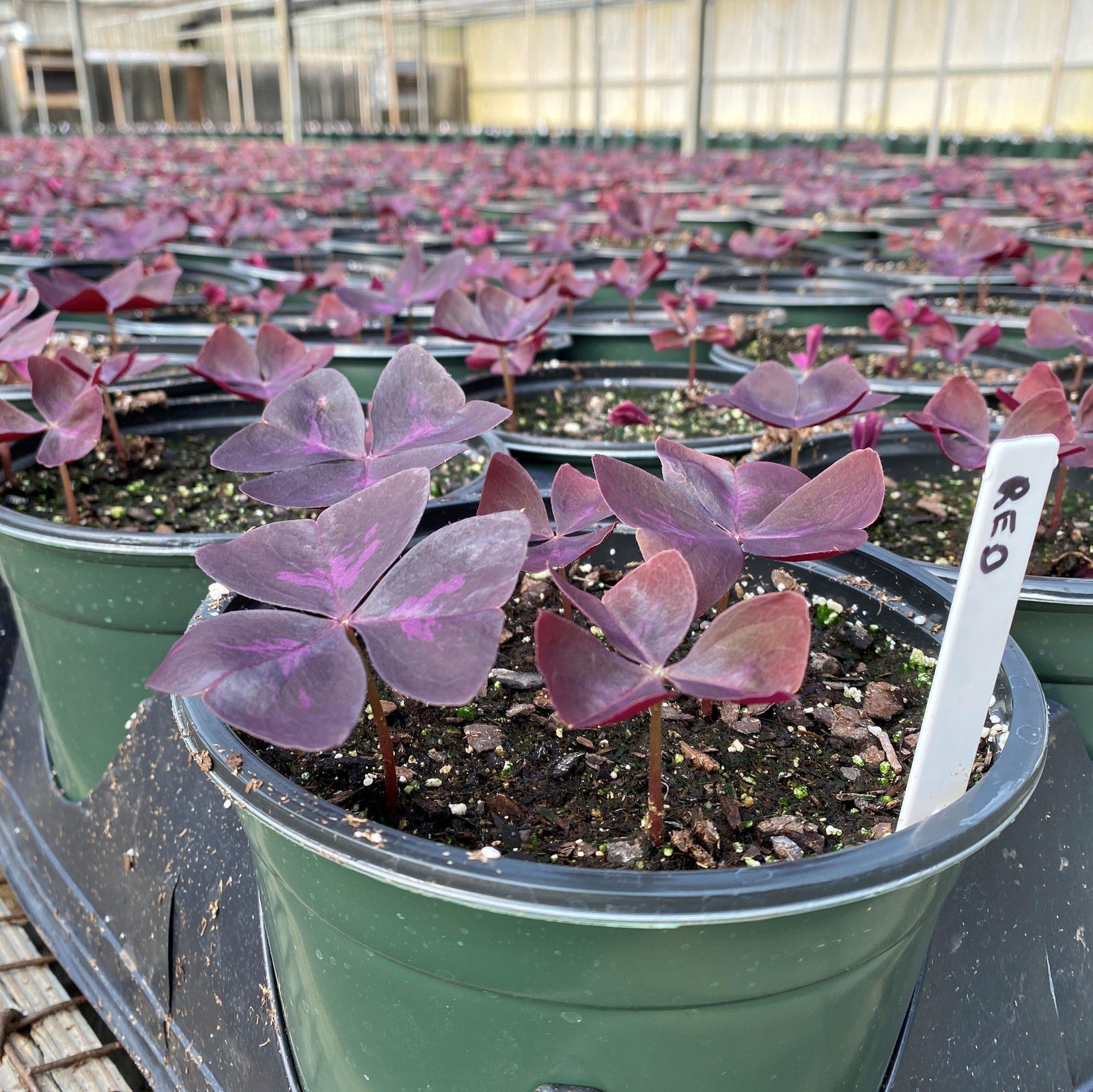 Oxalis triangularis ~ Purple Shamrock, False Shamrock-ServeScape