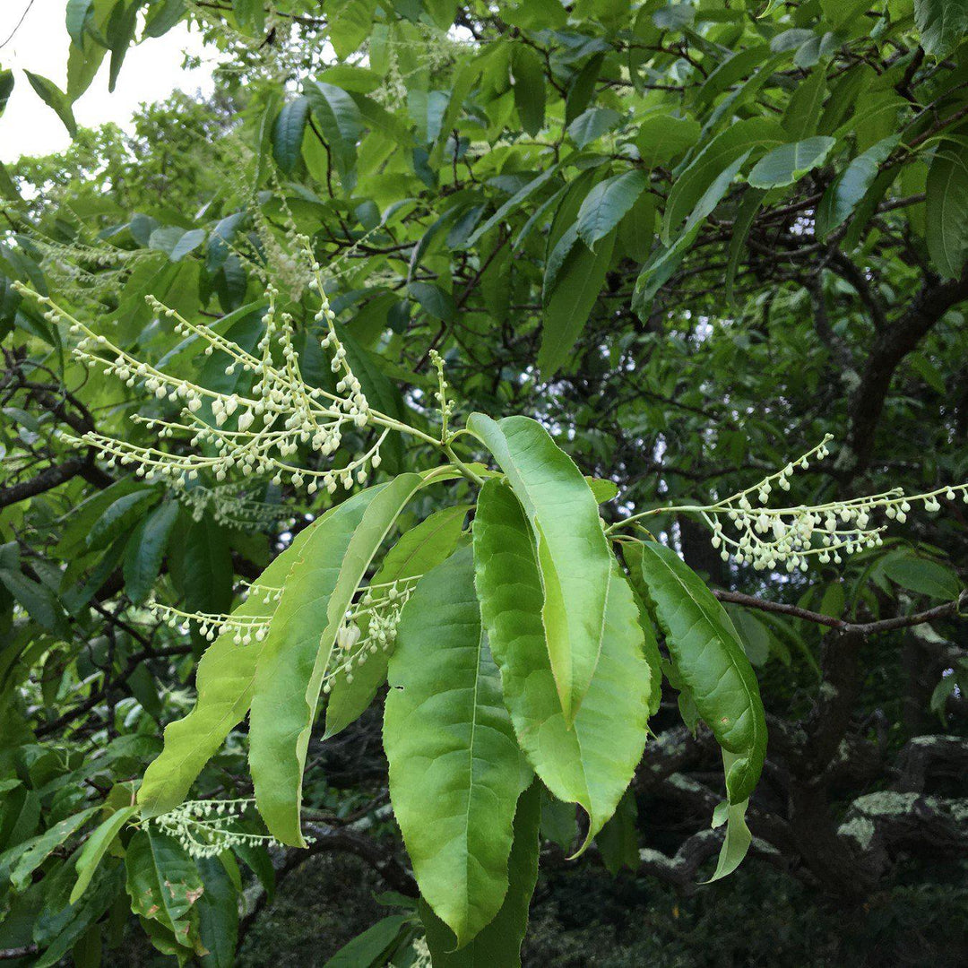 Oxydendrum arboreum ~ Sourwood, Sorrel Tree-ServeScape