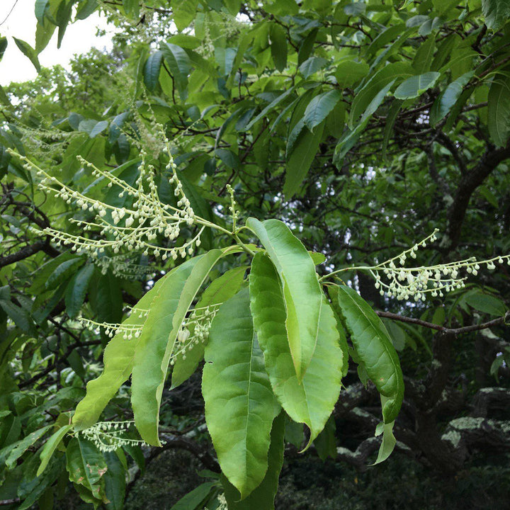Oxydendrum arboreum ~ Sourwood, Sorrel Tree-ServeScape