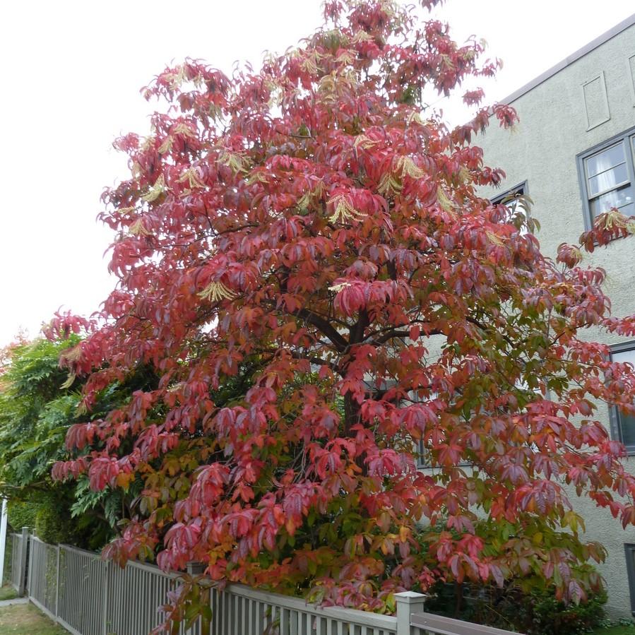 Oxydendrum arboreum ~ Sourwood, Sorrel Tree-ServeScape