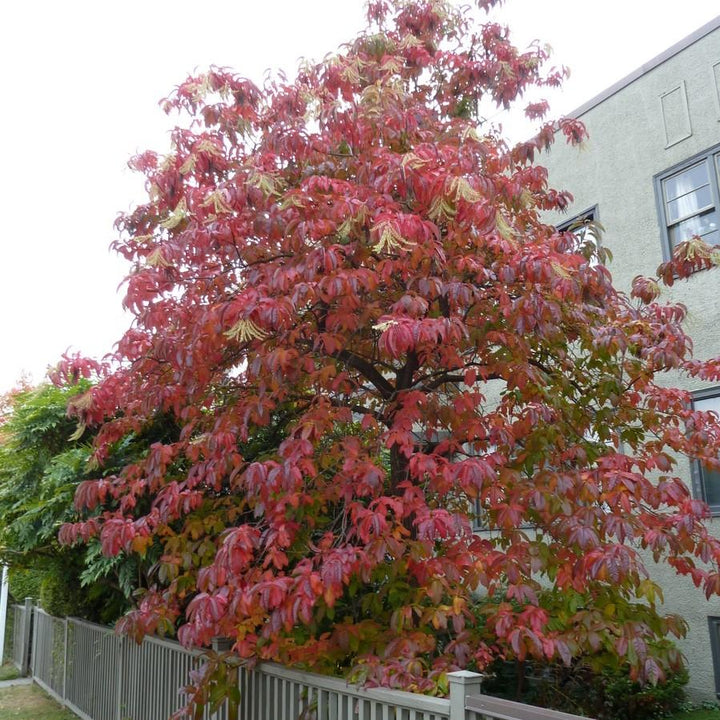 Oxydendrum arboreum ~ Sourwood, Sorrel Tree-ServeScape
