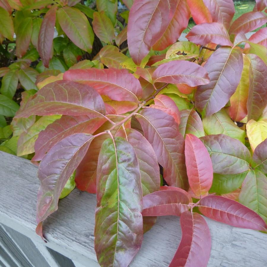 Oxydendrum arboreum ~ Sourwood, Sorrel Tree-ServeScape