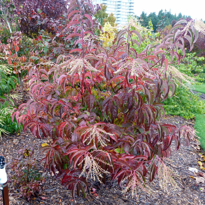 Oxydendrum arboreum ~ Sourwood, Sorrel Tree-ServeScape