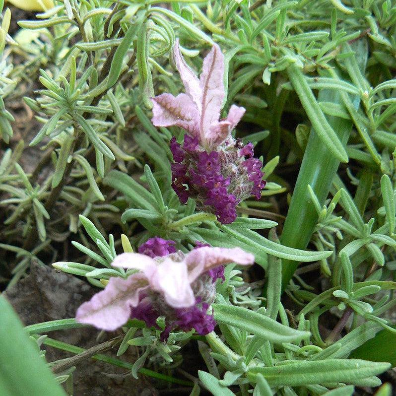 Lavandula stoechas 'Ghostly Princess' ~ Ghostly Princess Lavender-ServeScape