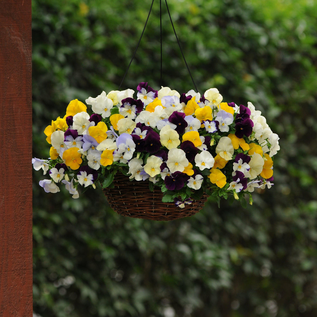 Viola x wittrockiana 'Cool Wave Mix' ~ Cool Wave® Mix Pansy-ServeScape