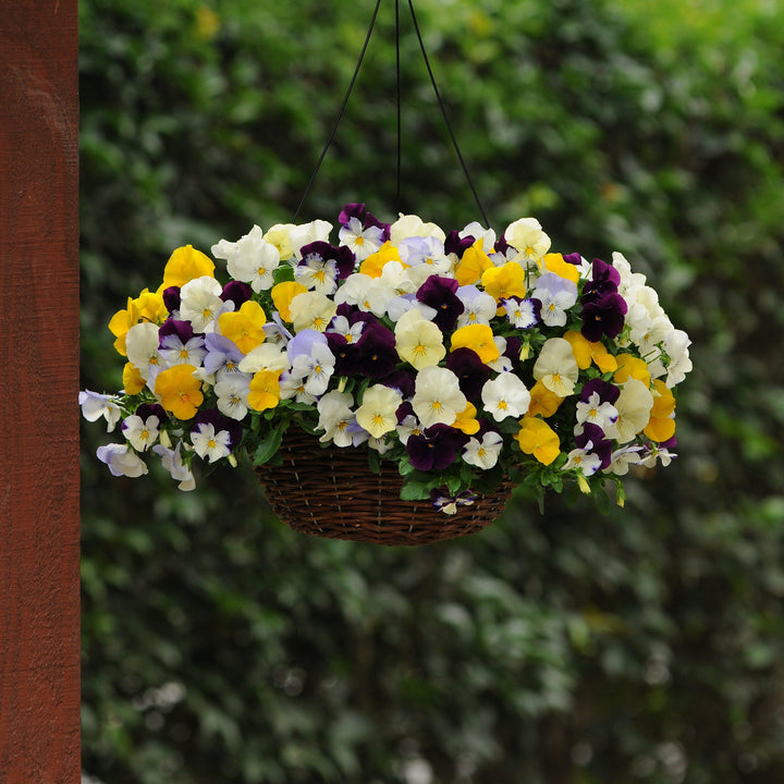 Viola x wittrockiana 'Cool Wave Mix' ~ Cool Wave® Mix Pansy-ServeScape