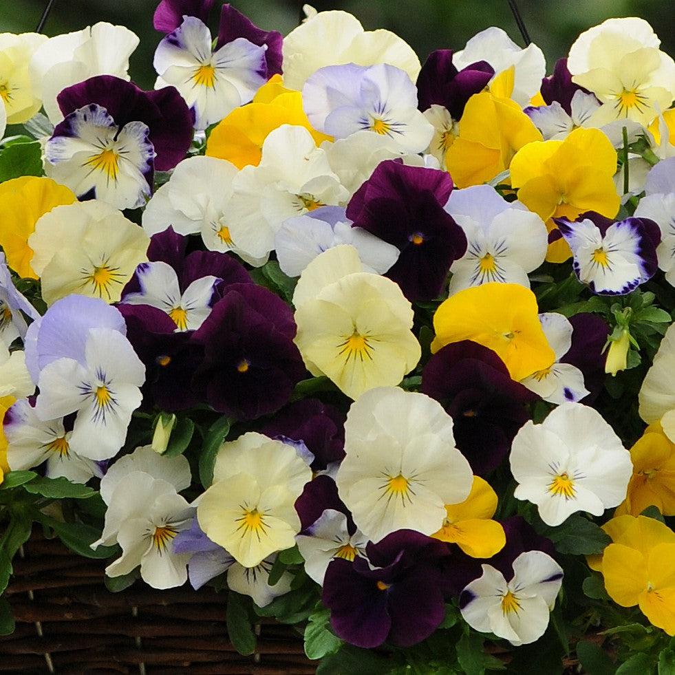 Viola x wittrockiana 'Cool Wave Mix' ~ Cool Wave® Mix Pansy-ServeScape