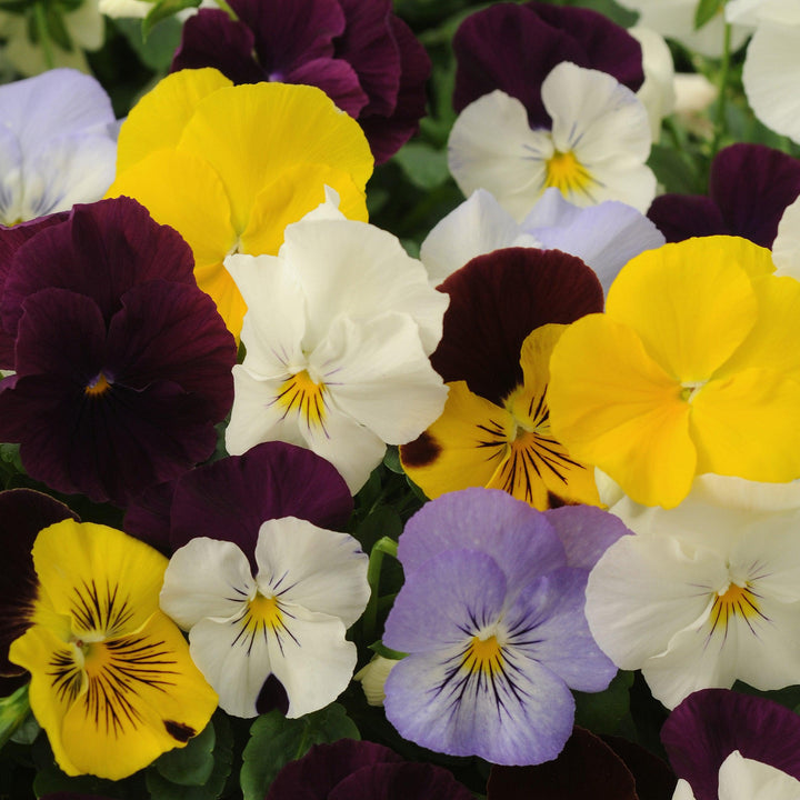 Viola x wittrockiana 'Cool Wave Mix' ~ Cool Wave® Mix Pansy-ServeScape