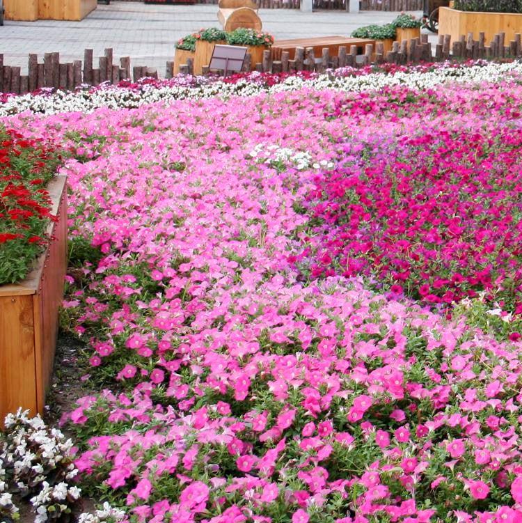 Petunia x 'PAS97504' ~ Wave® Pink Spreading Petunia-ServeScape