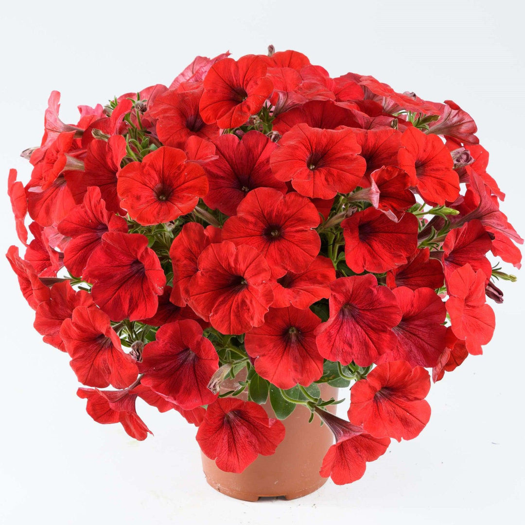 Petunia x 'Red Ray' ~ Red Ray™ Petunia-ServeScape