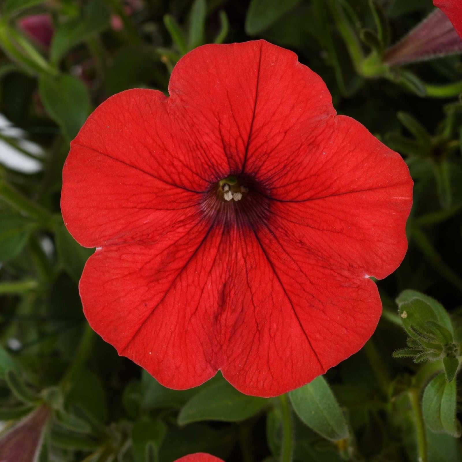 Petunia x 'Red Ray' ~ Red Ray™ Petunia-ServeScape