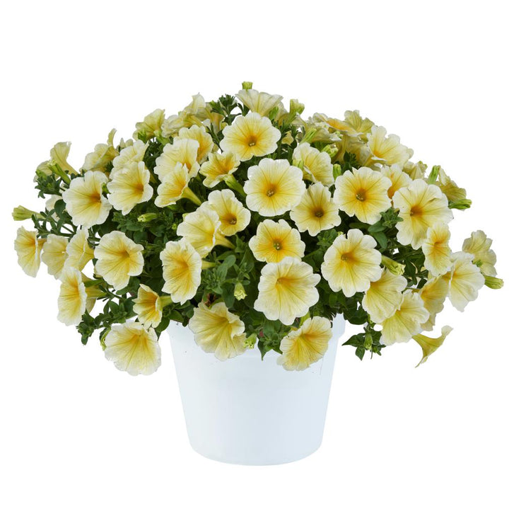 Petunia x 'Sunshine Ray' ~ Sunshine Ray™ Petunia-ServeScape