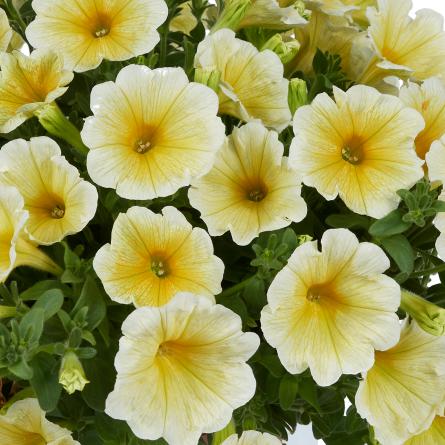 Petunia x 'Sunshine Ray' ~ Sunshine Ray™ Petunia-ServeScape