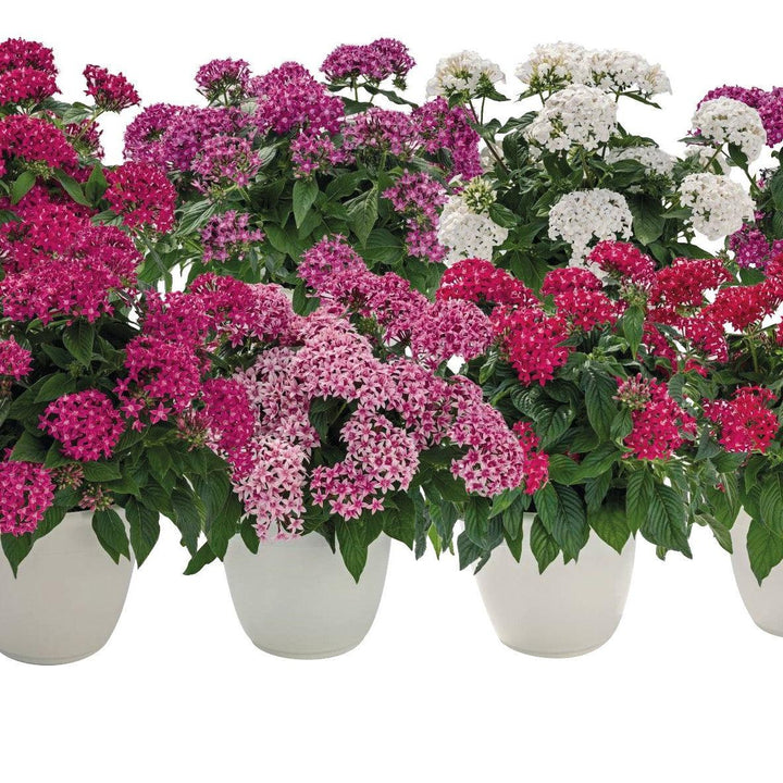 Pentas lanceolata 'Graffiti Mix' ~ Graffiti® Mix Star Flower-ServeScape
