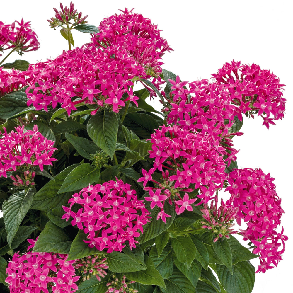 Pentas lanceolata 'Graffiti True Pink' ~ Graffiti® True Pink Star Flower-ServeScape
