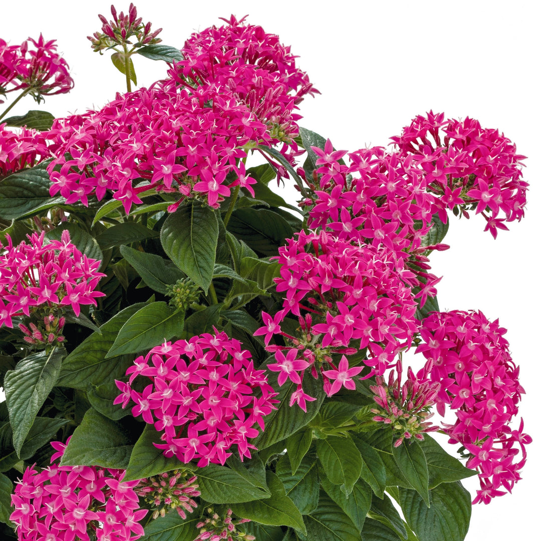 Pentas lanceolata 'Graffiti True Pink' ~ Graffiti® True Pink Star Flower-ServeScape