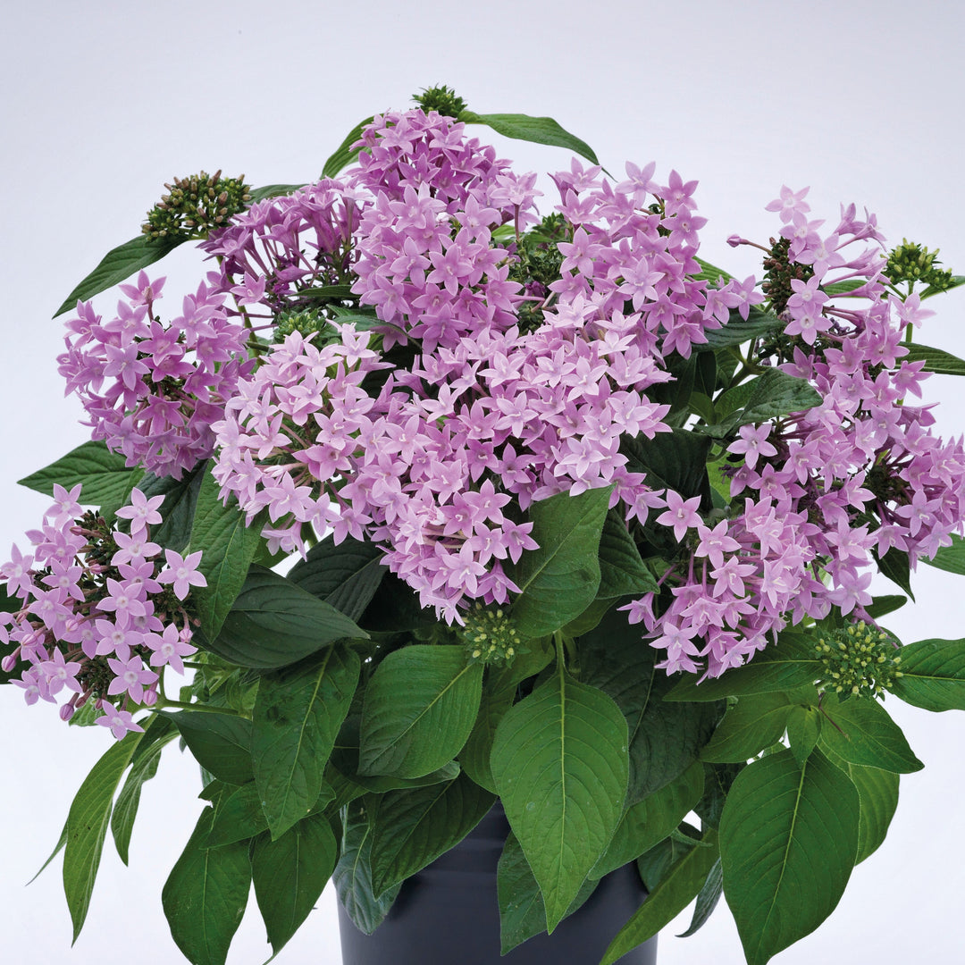 Pentas lanceolata 'Graffiti OG Lavender' ~ Graffiti® OG Lavender Star Flower-ServeScape