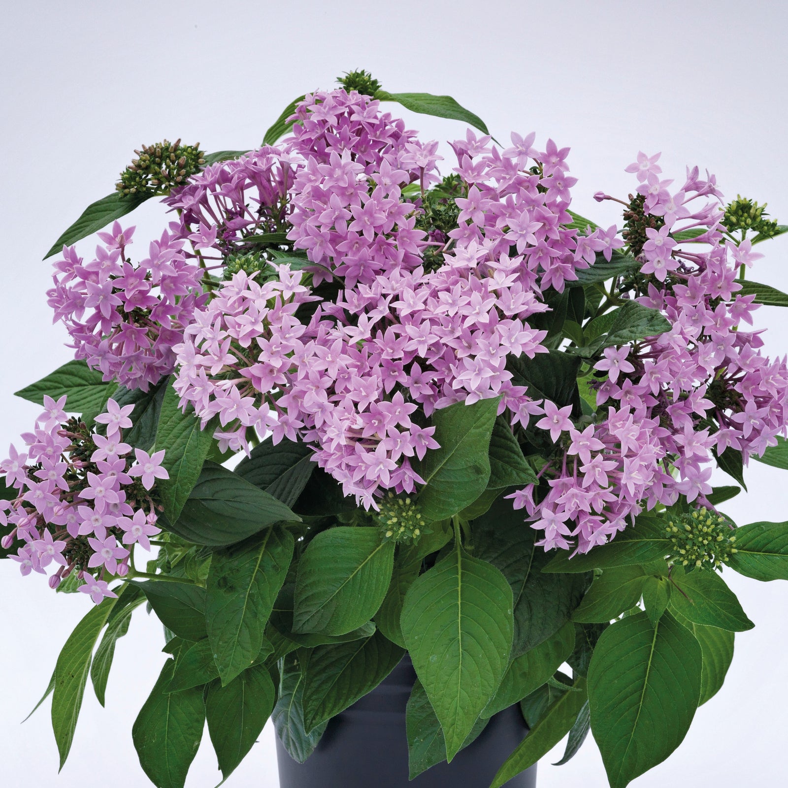 Pentas lanceolata 'Graffiti OG Lavender' ~ Graffiti® OG Lavender Star Flower-ServeScape