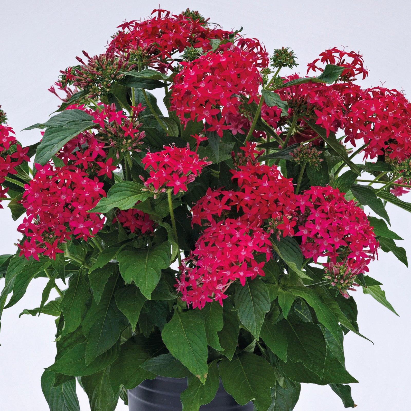 Pentas lanceolata 'Graffiti OG Lipstick' ~ Graffiti® OG Lipstick Star Flower-ServeScape