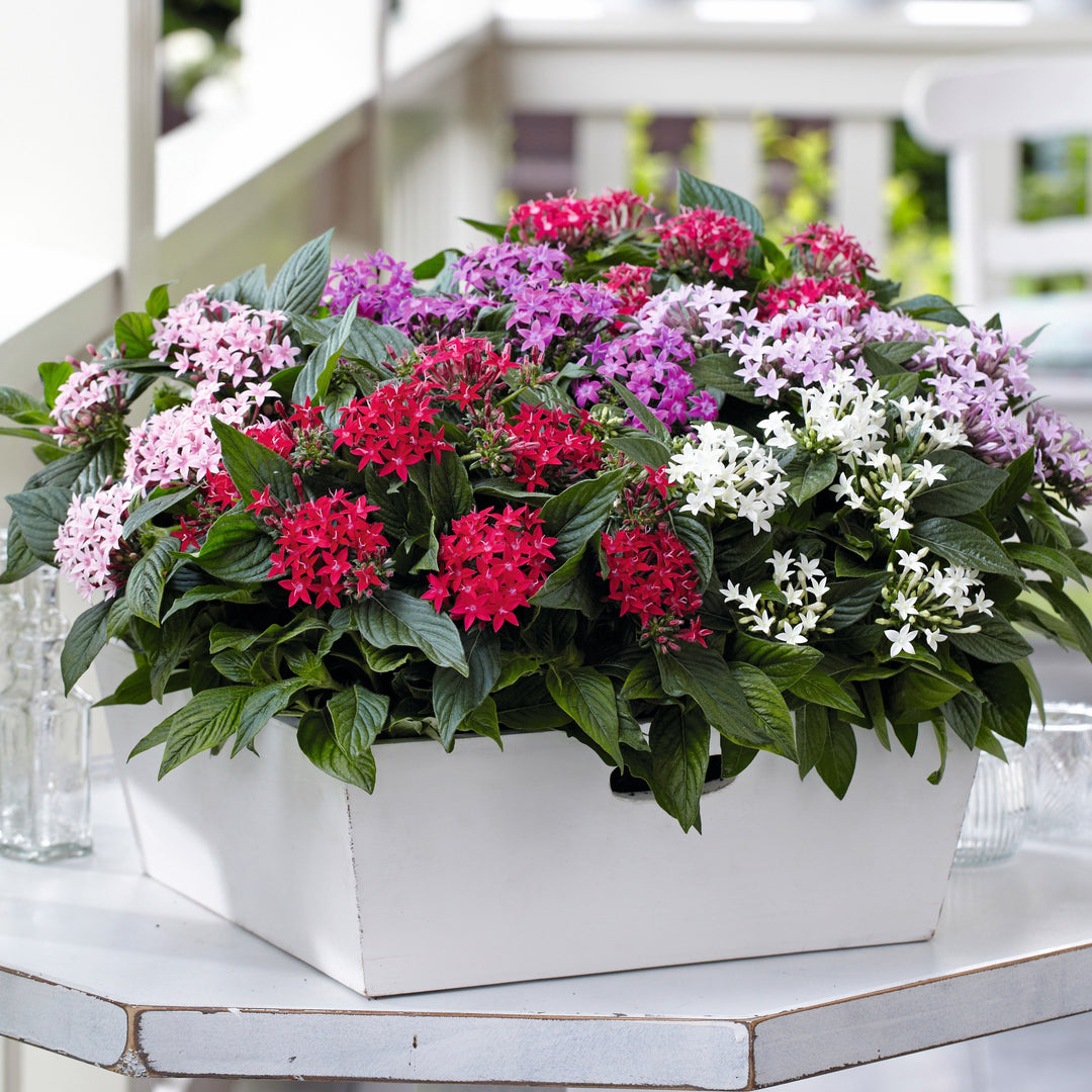 Pentas lanceolata 'Graffiti OG Mix' ~ Graffiti® OG Mix Star Flower-ServeScape