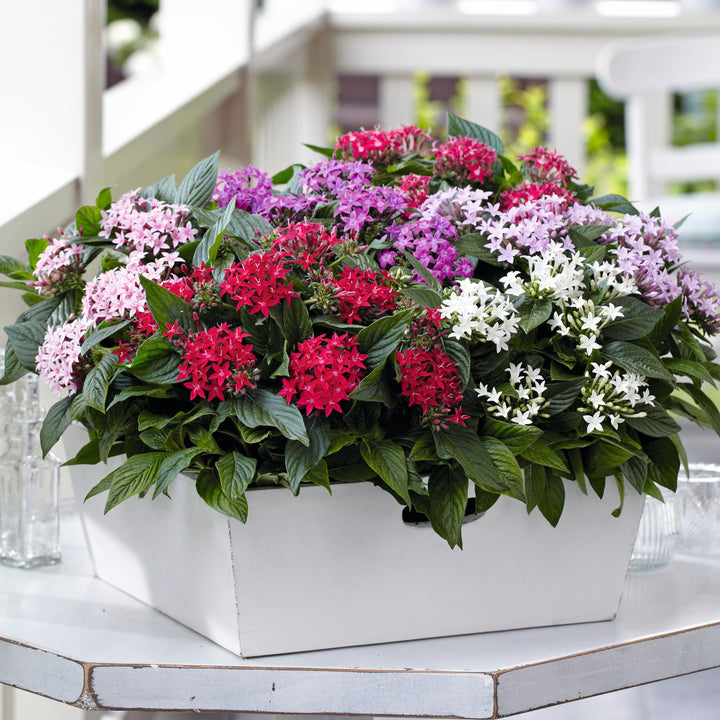 Pentas lanceolata 'Graffiti OG Mix' ~ Graffiti® OG Mix Star Flower-ServeScape