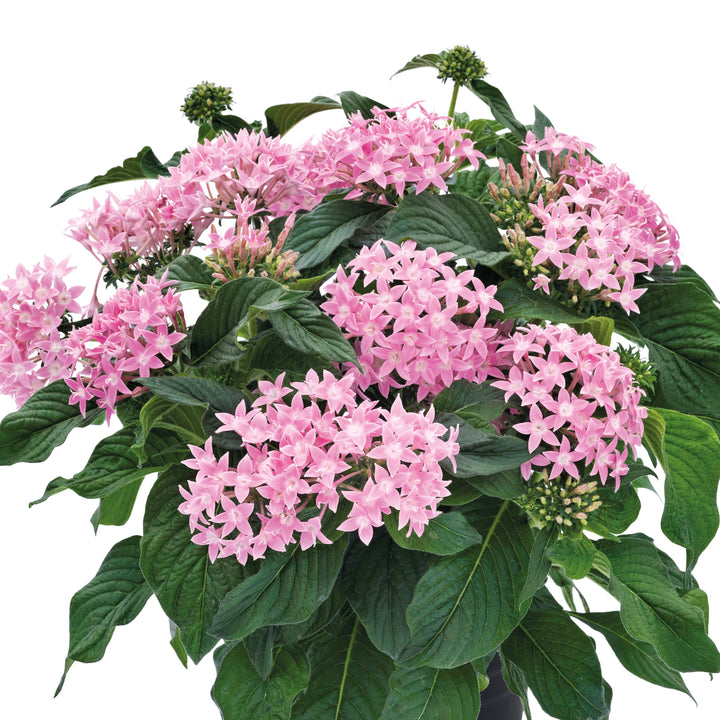 Pentas lanceolata 'Graffiti OG Pink' ~ Graffiti® OG Pink Star Flower-ServeScape