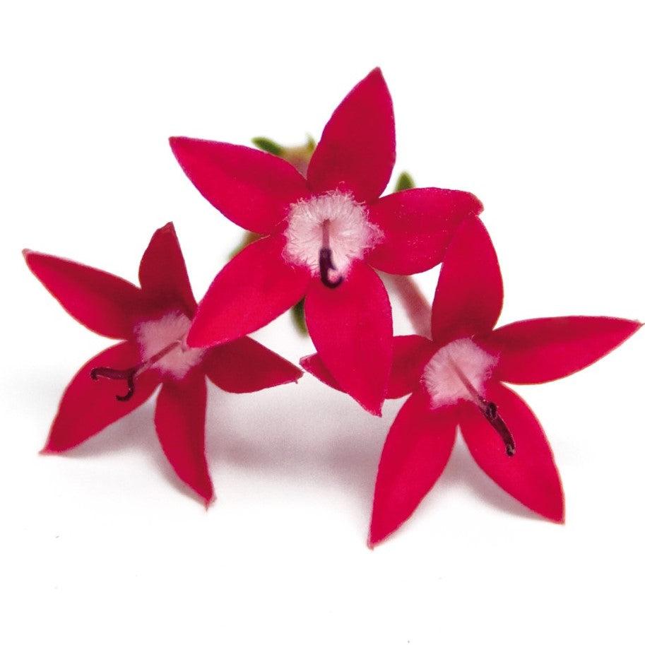 Pentas lanceolata 'Graffiti OG Bright Red' ~ Graffiti® OG Bright Red Star Flower-ServeScape