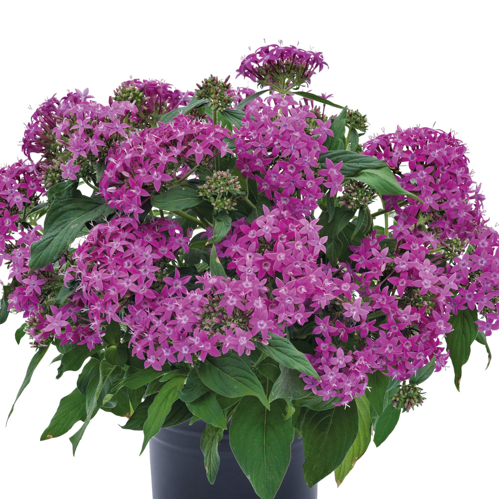 Pentas lanceolata 'Graffiti OG Violet' ~ Graffiti® OG Violet Star Flower-ServeScape
