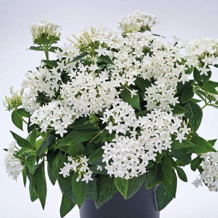 Pentas lanceolata 'Graffiti OG White' ~ Graffiti® OG White Star Flower-ServeScape