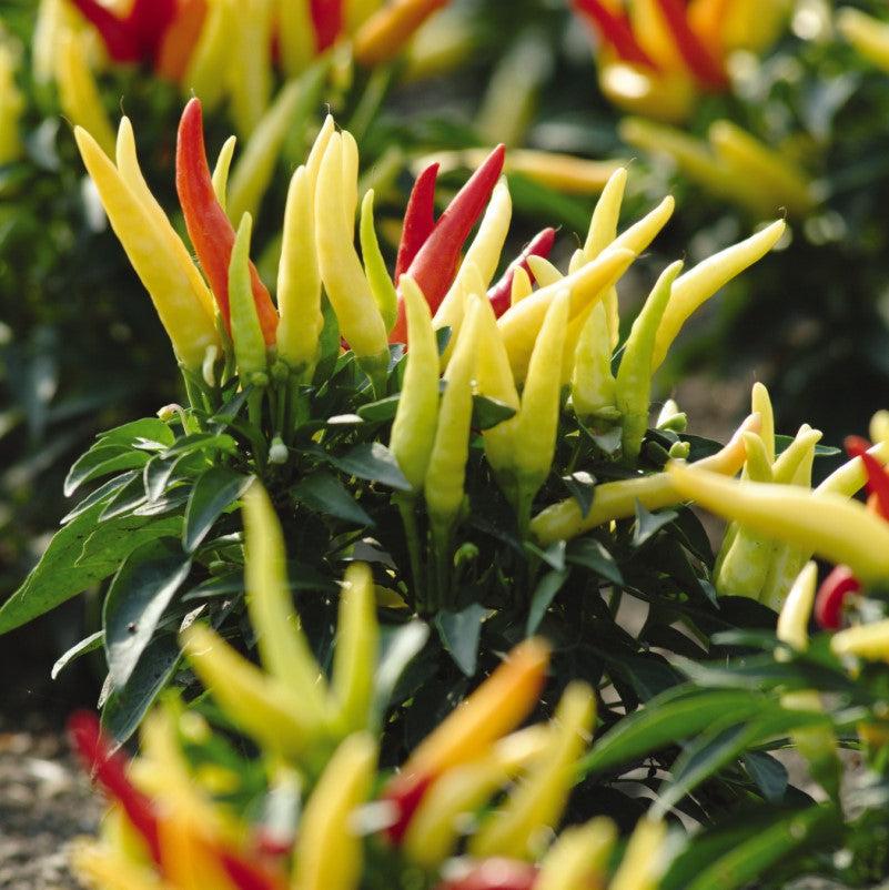 Capsicum annuum 'Chilly Chili' ~ Chilly Chili Ornamental Pepper-ServeScape