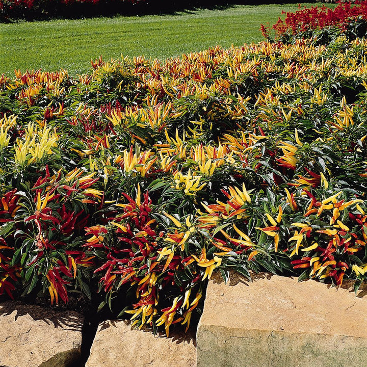 Capsicum annuum 'Chilly Chili' ~ Chilly Chili Ornamental Pepper-ServeScape