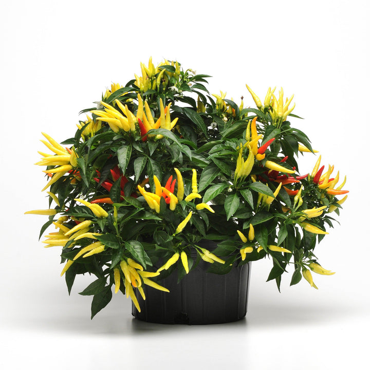 Capsicum annuum 'Chilly Chili' ~ Chilly Chili Ornamental Pepper-ServeScape