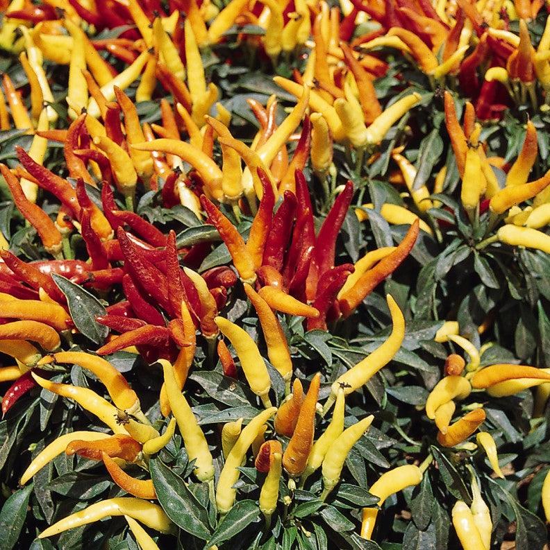 Capsicum annuum 'Chilly Chili' ~ Chilly Chili Ornamental Pepper-ServeScape