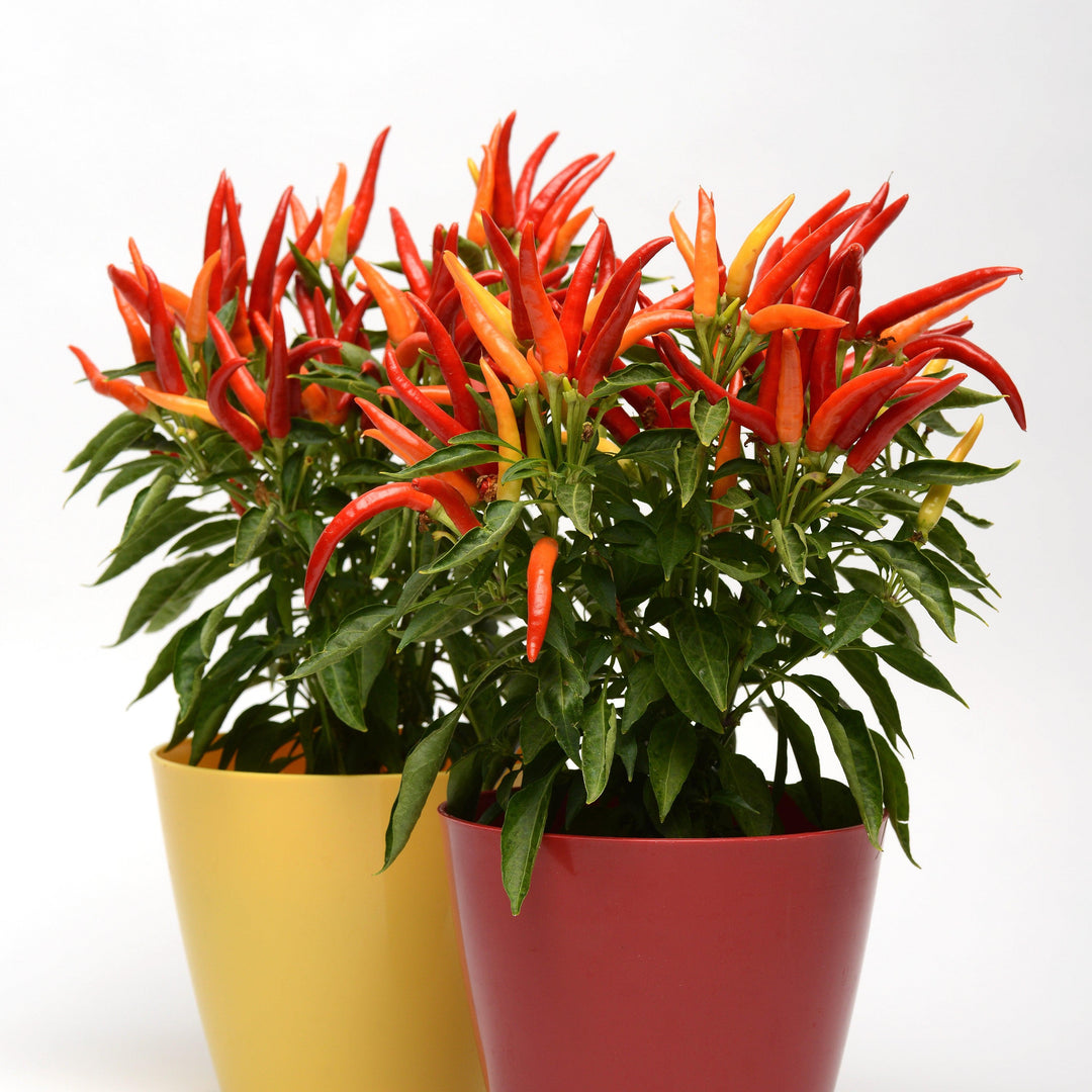 Capsicum annuum 'Chilly Chili' ~ Chilly Chili Ornamental Pepper-ServeScape