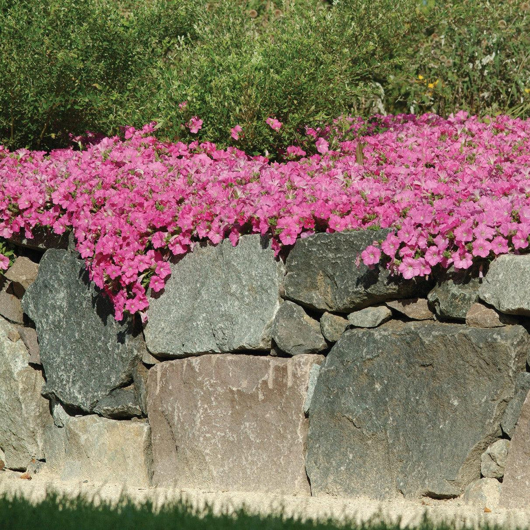 Petunia x 'PAS97504' ~ Wave® Pink Spreading Petunia-ServeScape