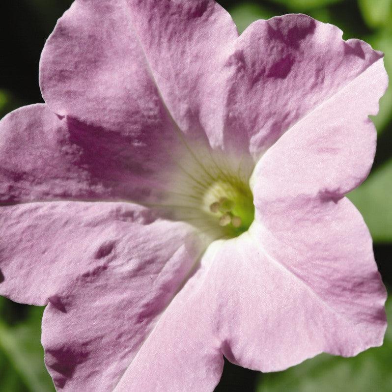 Petunia x 'PAS3190' ~ Wave® Misty Lilac Spreading Petunia-ServeScape