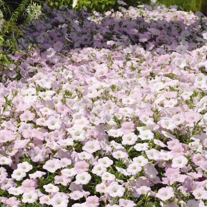 Petunia x 'PAS3190' ~ Wave® Misty Lilac Spreading Petunia-ServeScape