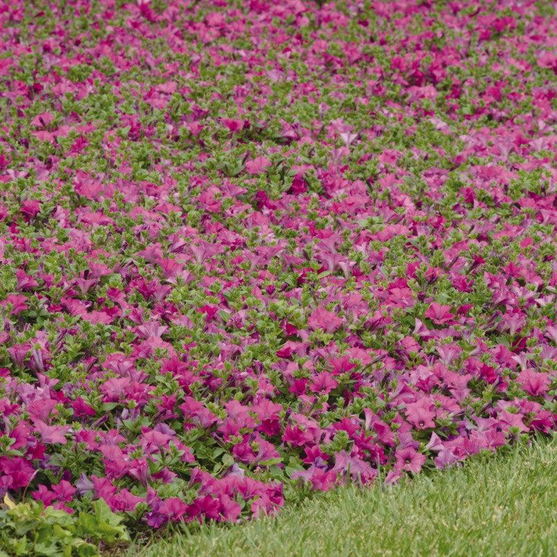 Petunia x 'PAS95053' ~ Wave® Lavender Spreading Petunia-ServeScape