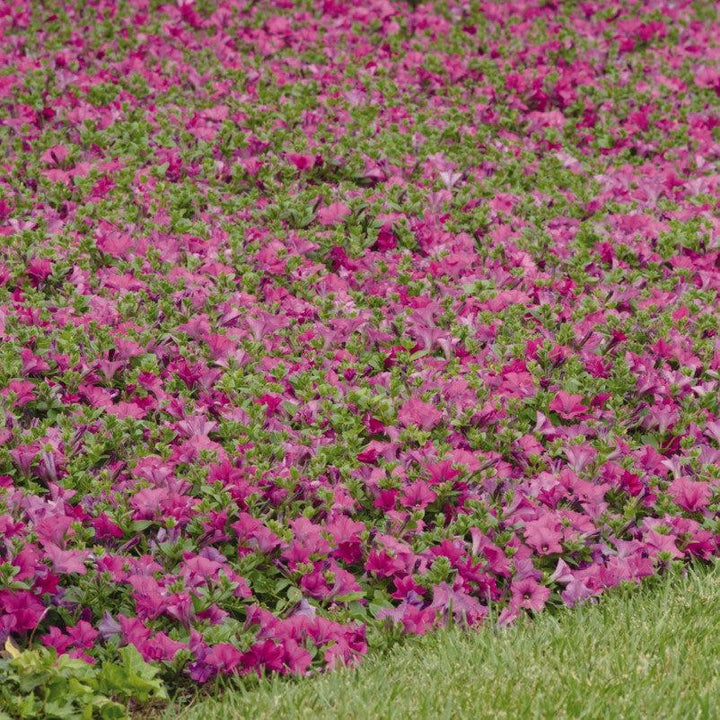 Petunia x 'PAS95053' ~ Wave® Lavender Spreading Petunia-ServeScape